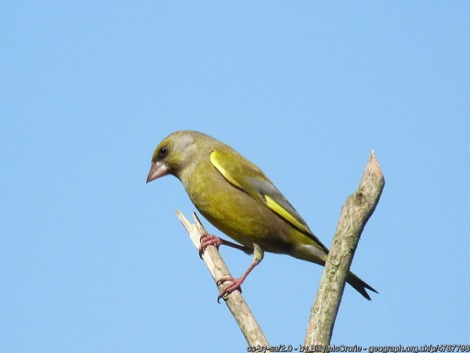 Greenfinch perched on the end of a branch